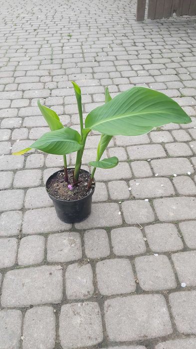 Sprzedam kwiaty kanna ,Canna