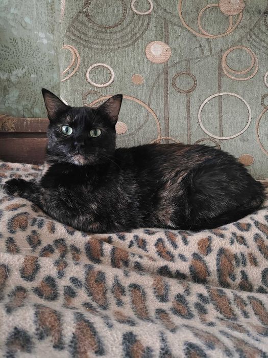 Кот - кіт - кішка - кошка - кошеня - котенок - котята