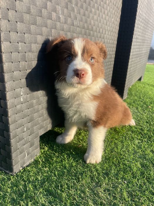 Border collie 2 meses
