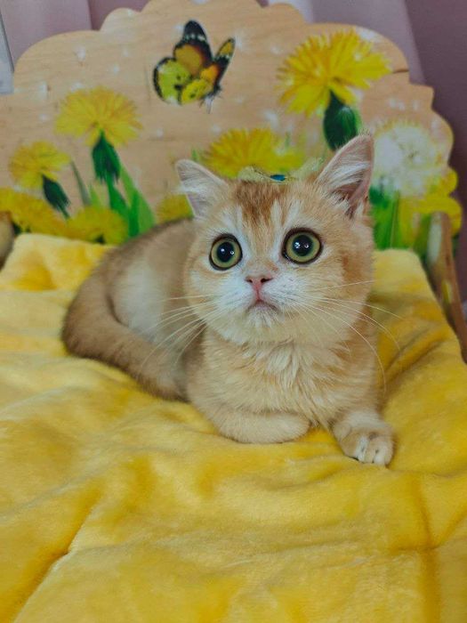 Солодке шотландське кошеня, Ксанта-Роуз