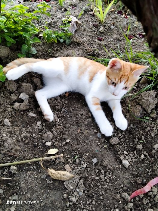 тварини Коти 6 місяців