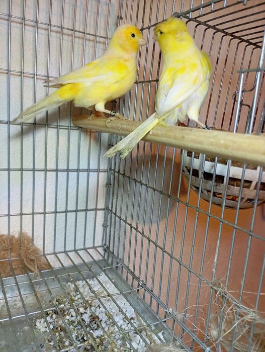 Vendo 11 casais de  canário