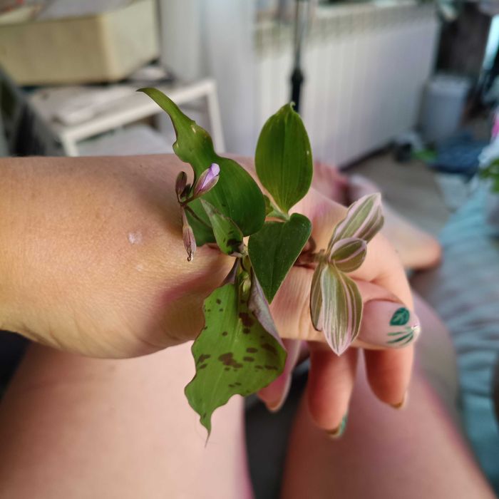 trzykrotki tradescantia 50szt ciętych