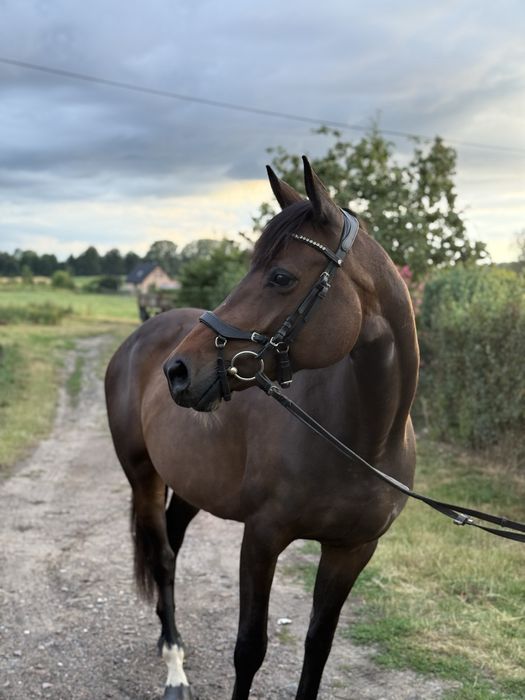 Klacz Deutsches Sportpferd