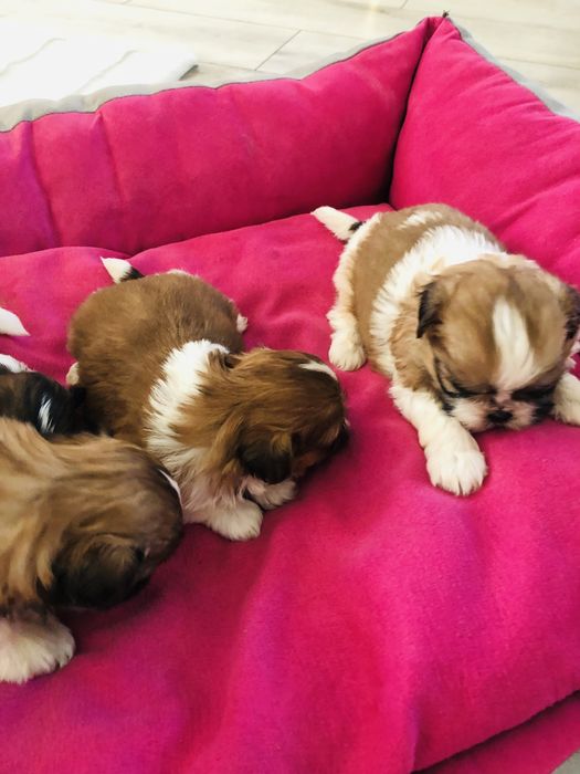 Shih tzu szczeniaczki