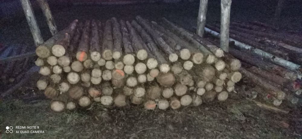 Stemple budowlane słupki ogrodzeniowe drewniane sosnowe