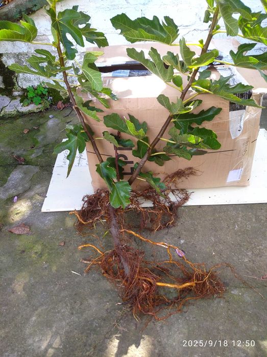 Інжир сорту Брунсвік (саджанці)