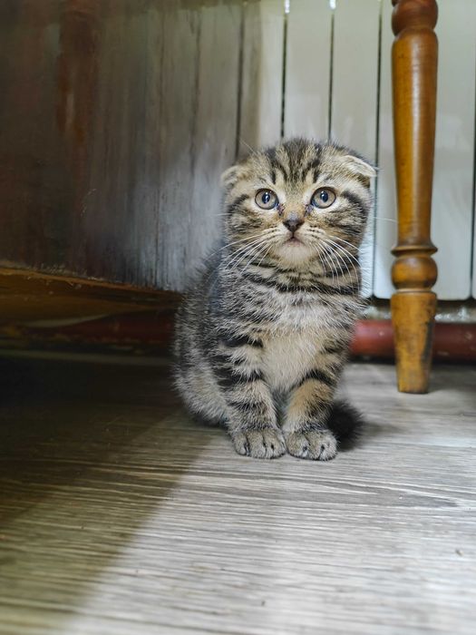 Шотландські кошенята