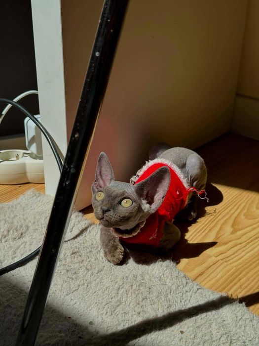 Devon Rex kotka z rodowodem FPL