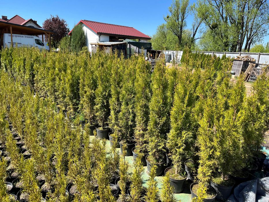Tuja thuja szmaragd, smaragd w doniczce 50-90 cm
