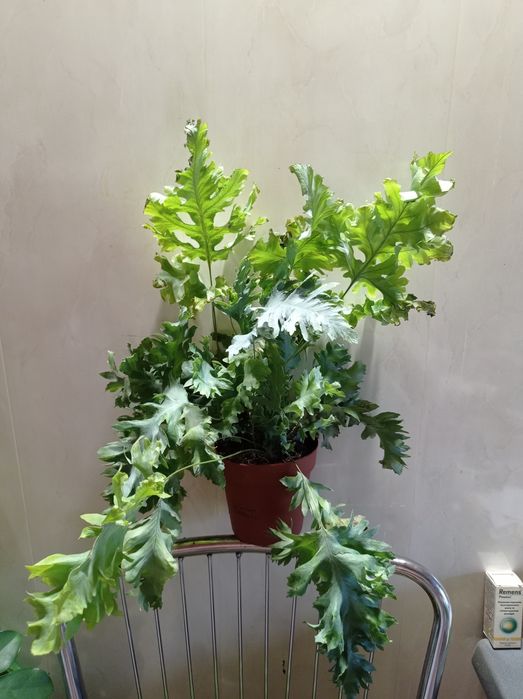 Большой комнатный папоротник.