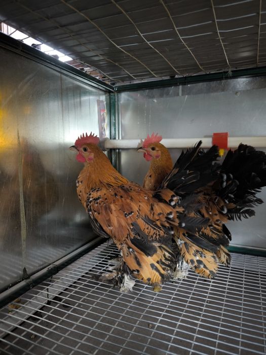 Кури породи мільфлер