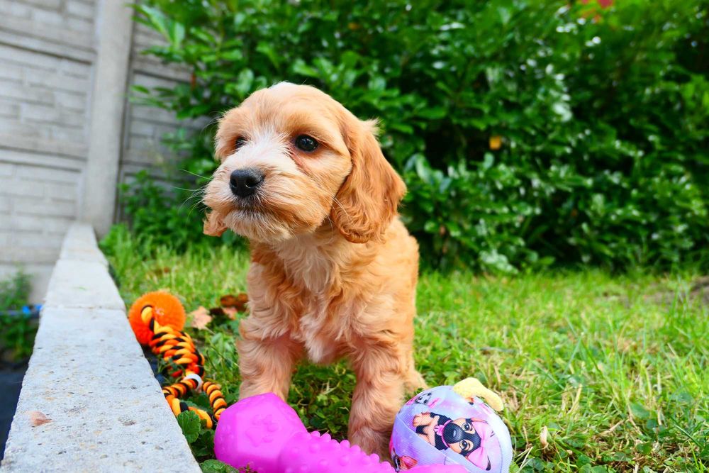 Cockapoo- Piękna zdrowa suczka- Badania Genetyczne!