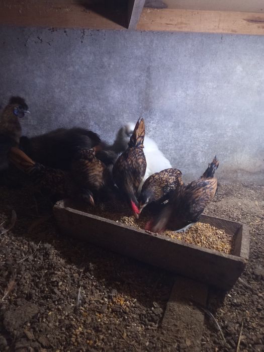 Animais de quinta