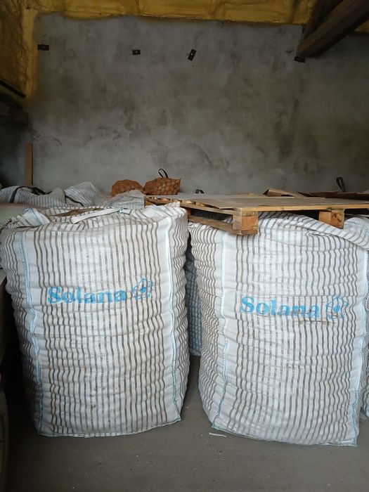 Ziemniaki  Eurostarch , Bellarose , Bernina.