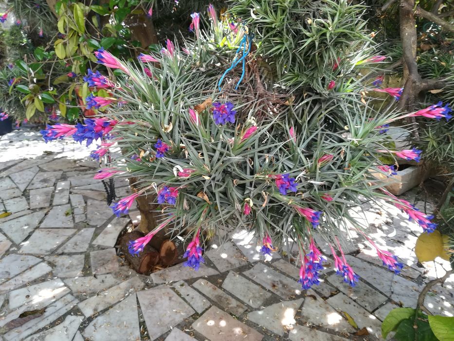 Plantas Aéreas da Madeira com flor.