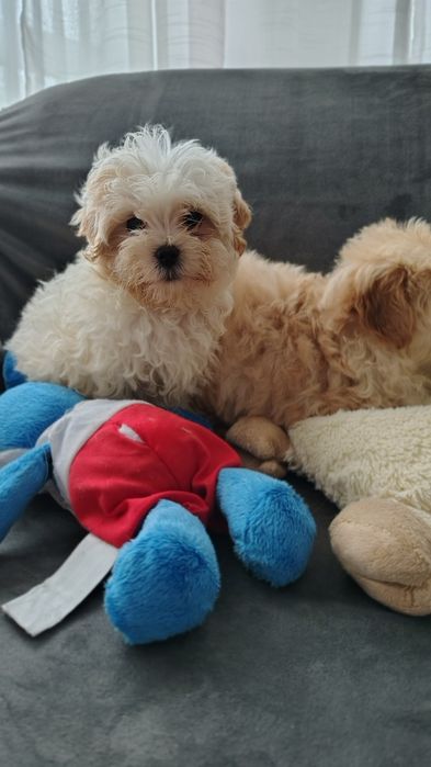 Maltipoo śliczna suczka Warszawa pudel maltańczyk