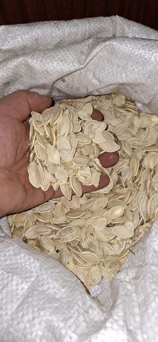 Продам насіння гарбуза.  100 гривень за кілограм.