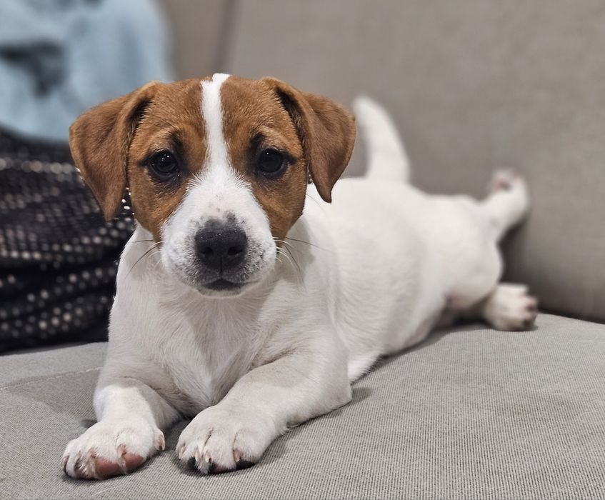 Suczka Jack Russell Terrier