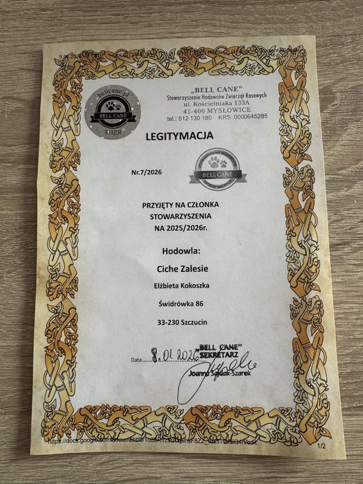 Dog niemiecki - suka