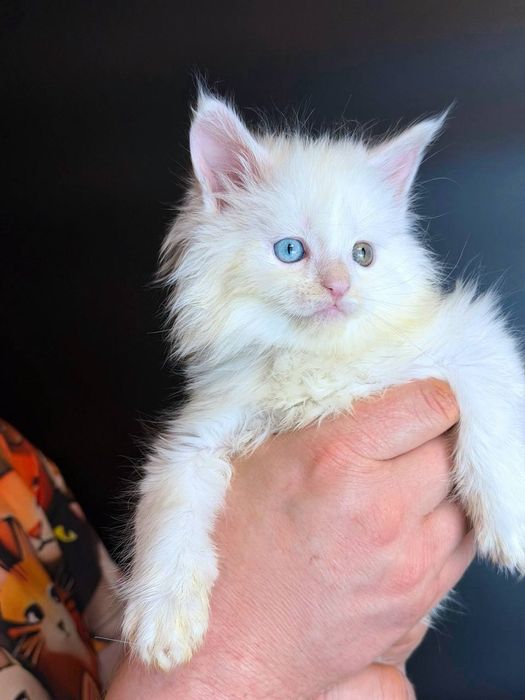 Неймовірний хлопчик