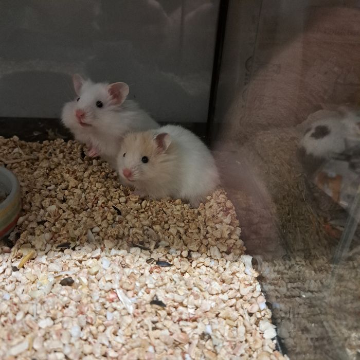 Chomik syryjski w Gruby Kocur Sędziszów Mał. sklep zoologiczny