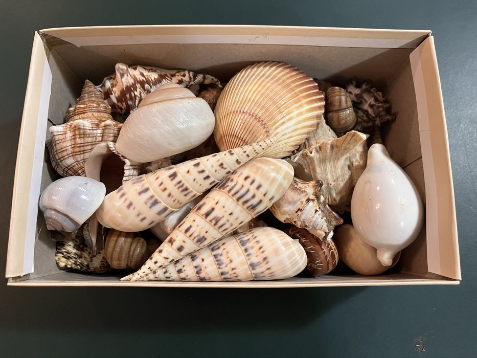 Muszle morskie ozdobne