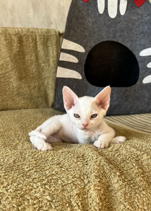 Котик Девон Рекс/Devon Rex