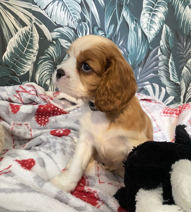 Cavalier King Charles Spaniel - piesek