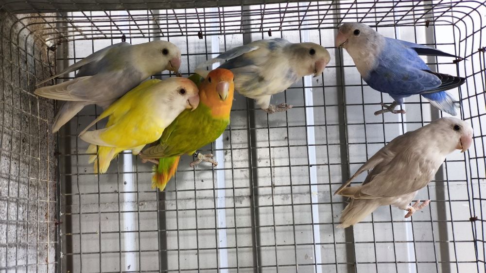 Agapornis roseicollis