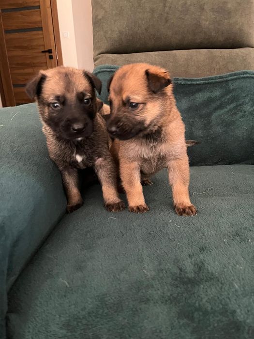 Owczarek belgijski 7 tyg