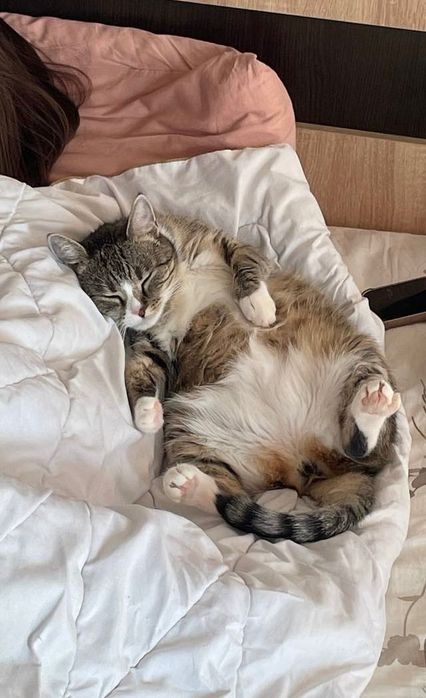 Віддам кицю Тернопіль