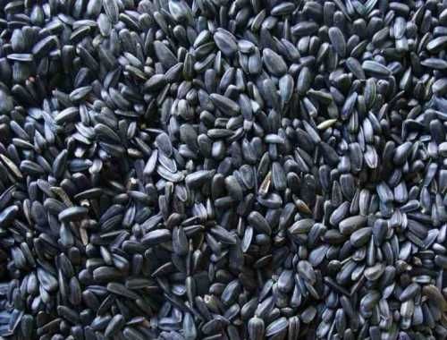 Słonecznik Czarny Wyczyszczony Możliwa Wysyłka