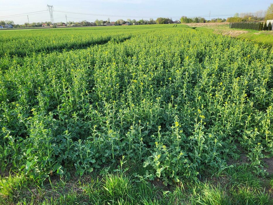 BEZPOŚREDNIO Działki budowlane Kampinos od 1043 do 1211 m² | - Widok 5