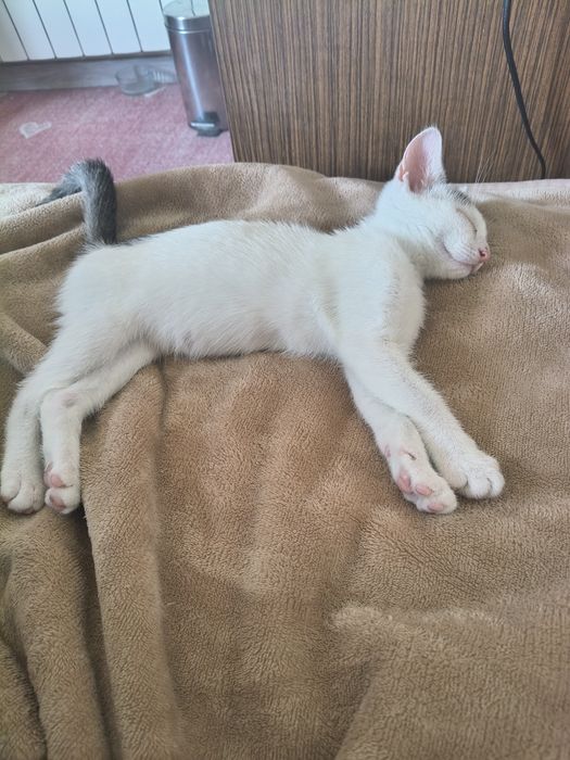 Leia - młoda kicia szuka nowego domu