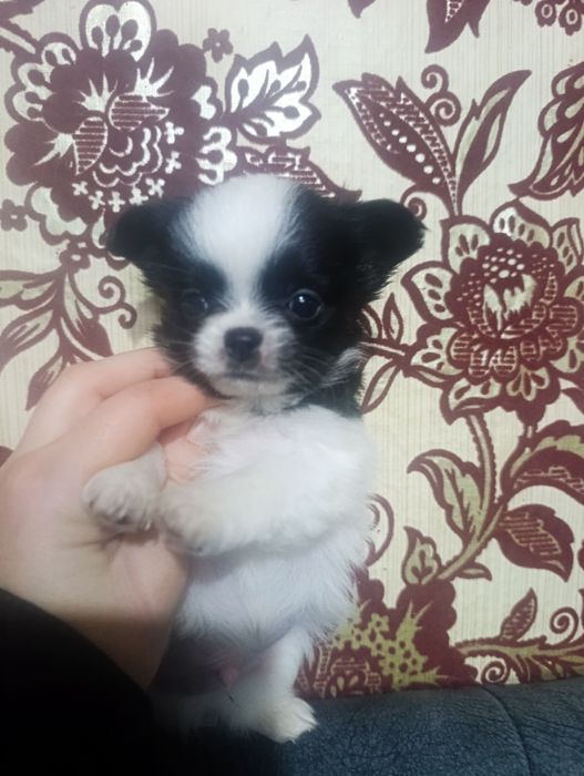 Предлагается к продаже мальчик чихуа
