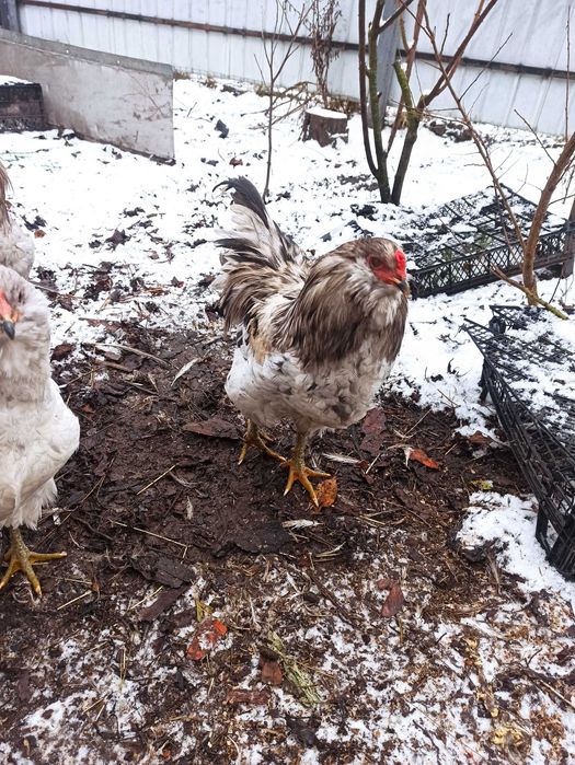 Залишився один Півник Амераукан 2025 року народження