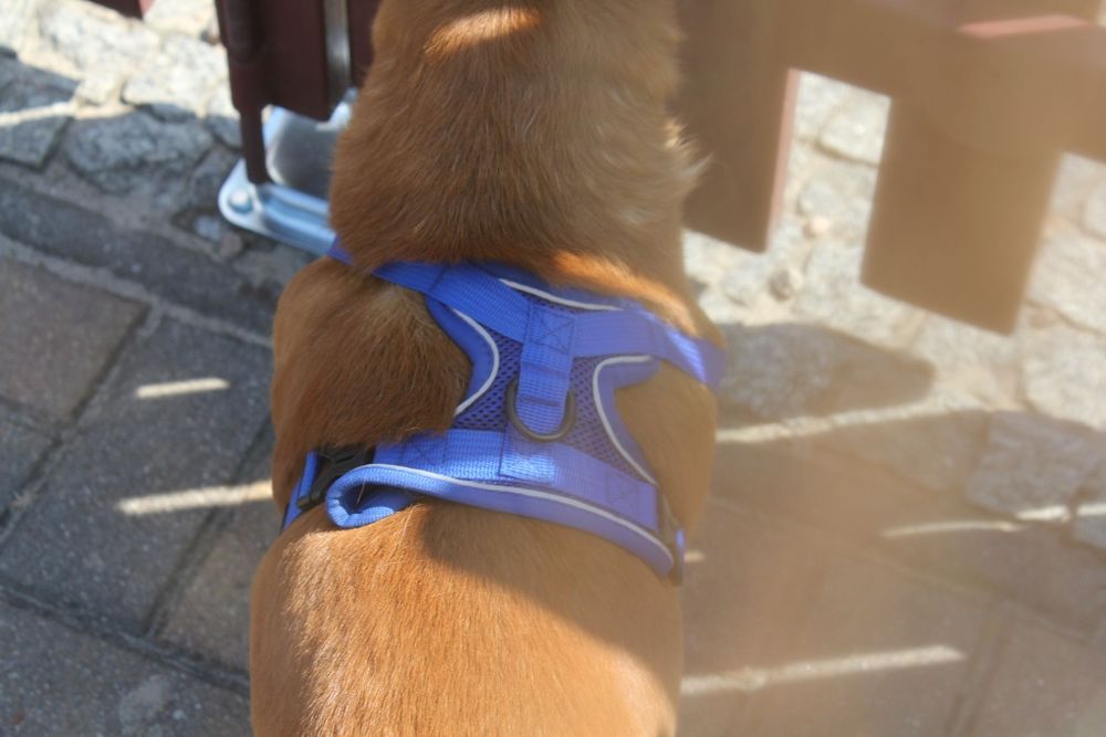 Szelki guard dla średniego/małego psa