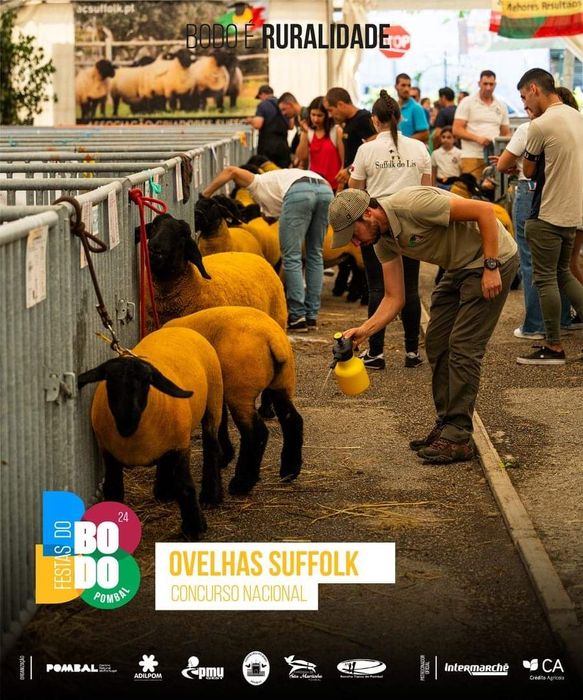 Passeios de cães com responsabilida e amor