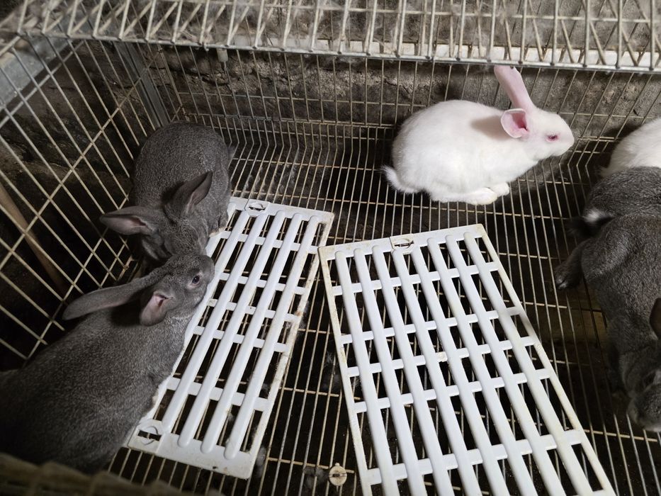 Coelhos traçados
