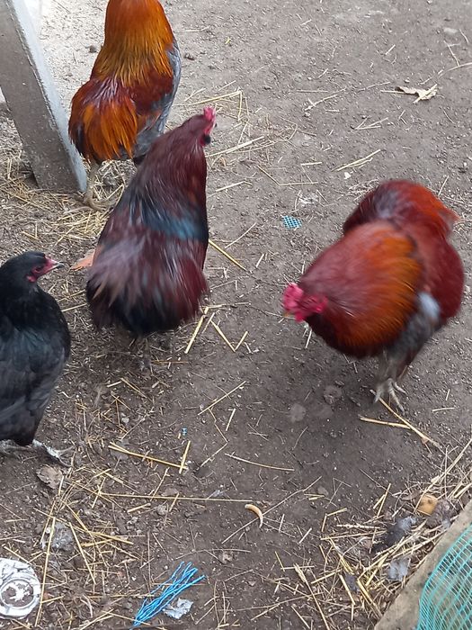 Koguty araukany bezogoniastych