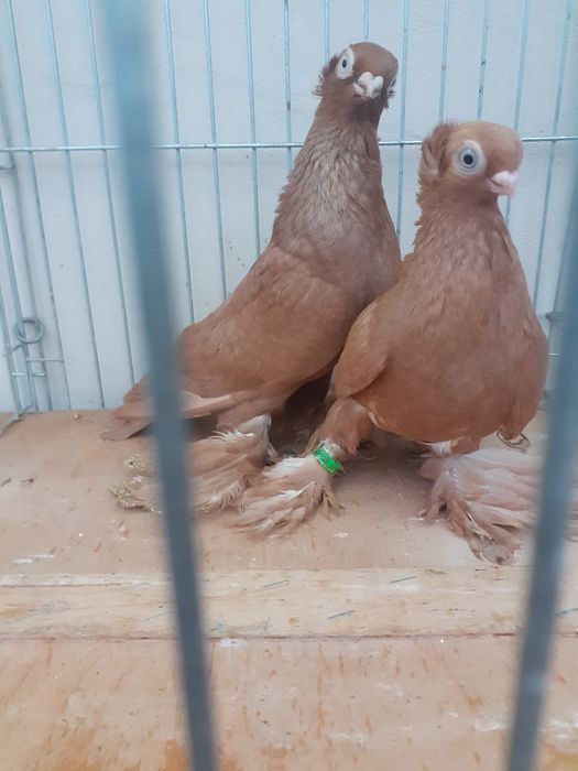 Gołębie ozdobne wywrotki mazurskie