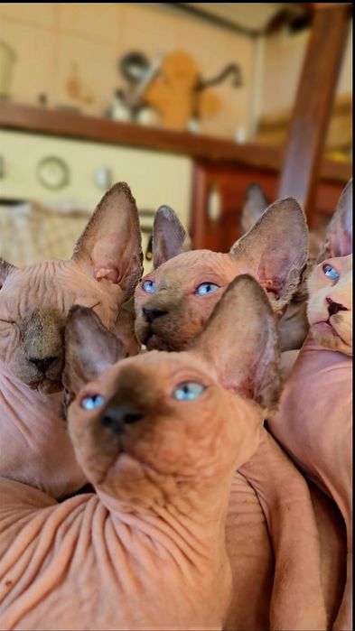 Koteczka sfinks przepiękne oczy .lot sphynx