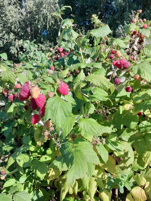 Sadzonki Maliny Jesiennej.