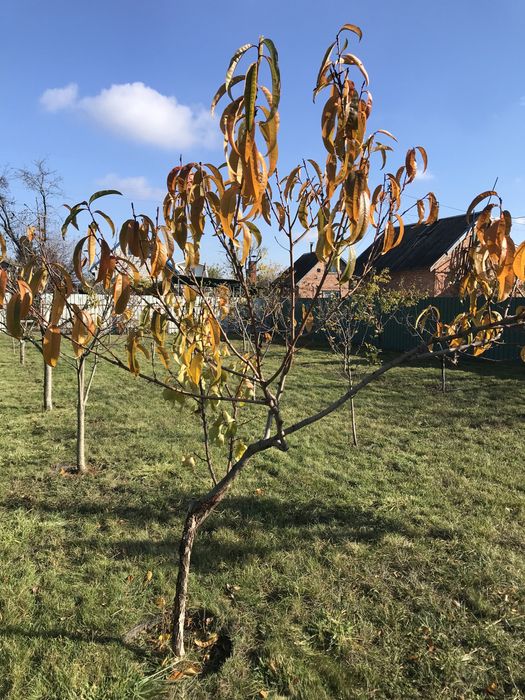 Фруктовий сад в ОЗОНІ