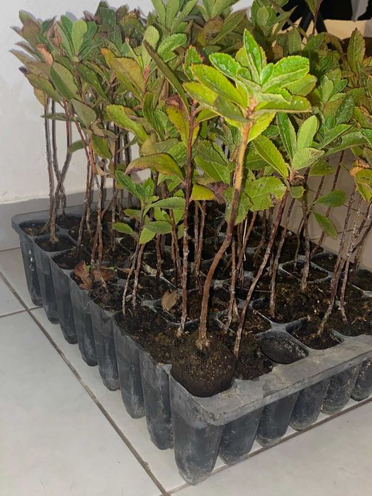 Medronheiros - Sempre Verdes, Ideal para Sebes c/ Fruto Comestível