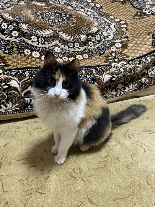 Трех цветная кошка ( калико), НУЖДаЕТСЯ в заботливих руках, охотница