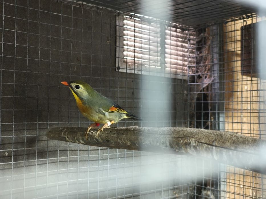 Aves cantadoras bonitas