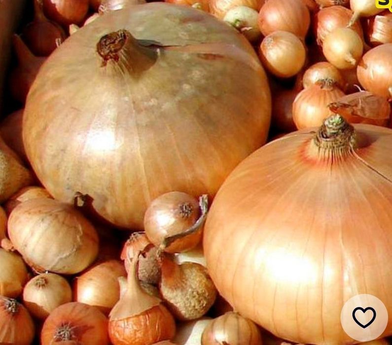 Лук севок Штутті