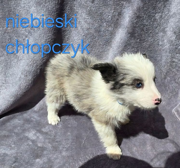 Piesek border collie biało-czarny/ blue merle z rodowodem